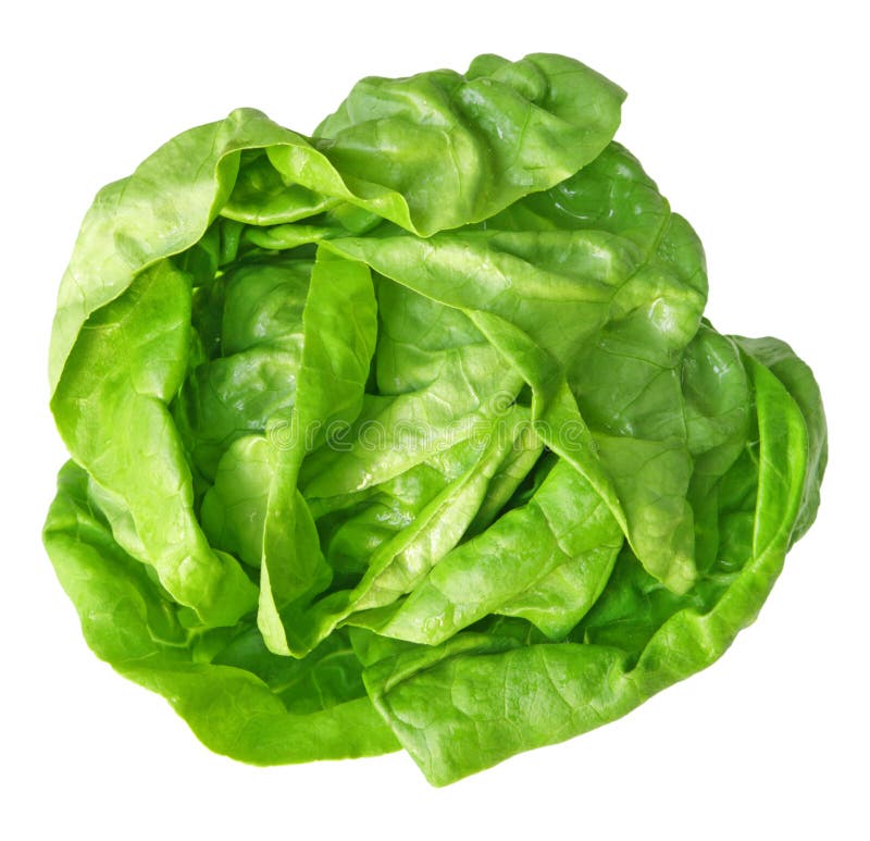 Boston Lettuce stock photo. Image of growth, green, salad 14353572