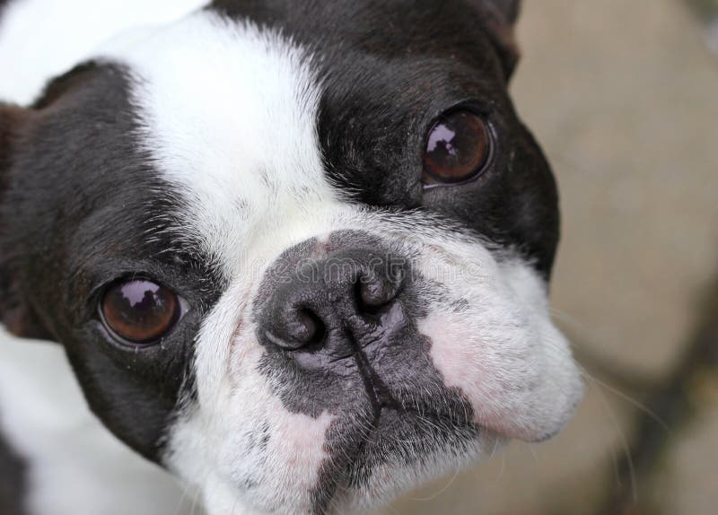 Boston Terrier royalty-vrije stock foto's Boston Terrier royalty-vrije stock foto's