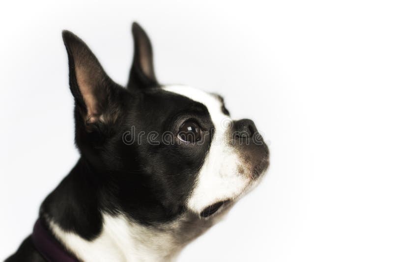 Boston Terrier fotografia de stock royalty free Boston Terrier fotografia de stock royalty free