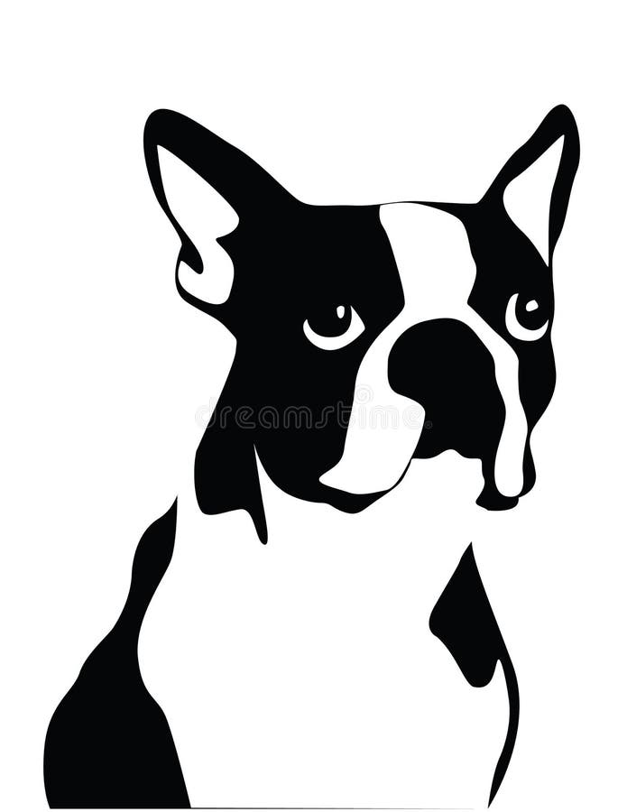 Boston Terrier stock illustration. Illustration of cute - 9781837