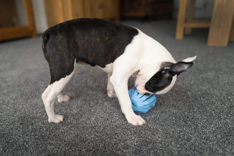 Jogos Do Cão De Bull Terrier Do Inglês Com Uma Bola Imagem de