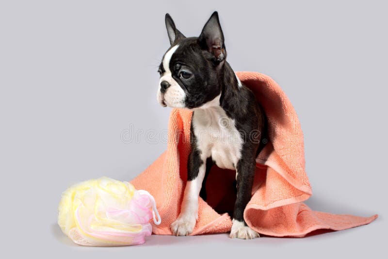 Boston Terrier dog after a bath folded a bath towel and a shower sponge royalty free stock photography Boston Terrier dog after a bath folded a bath towel and a shower sponge royalty free stock photography