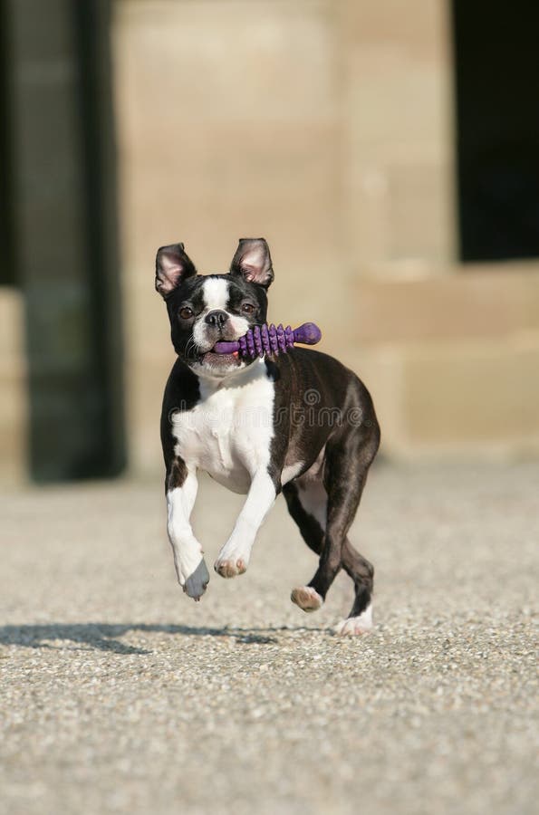 Boston Terrier with dogtoy