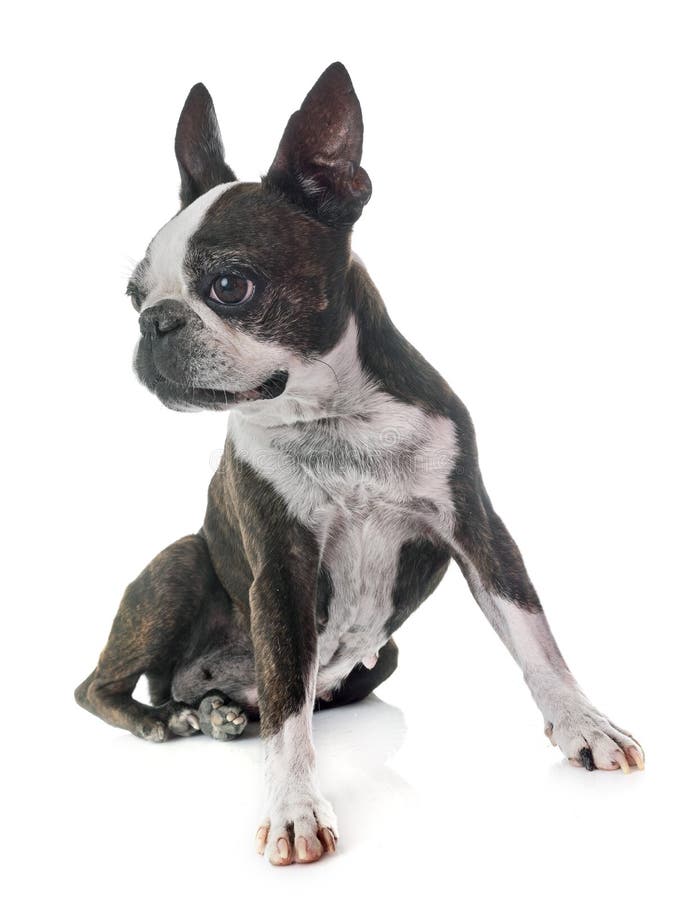 Boston Terrier White Background Stock Images - Download 769 Royalty ...