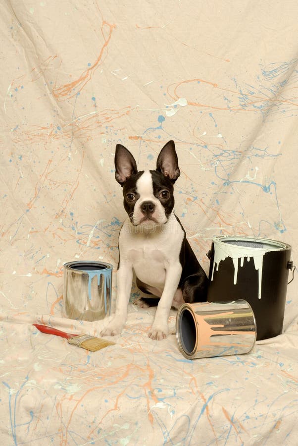 Boston Terrier and Paint Can Splatter
