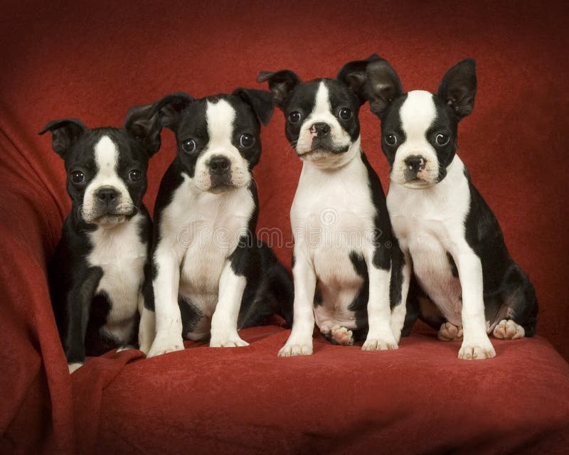 Boston Terrier Puppies