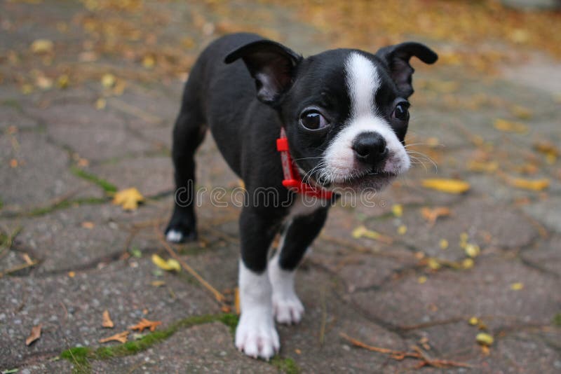 Boston Terrier Puppy