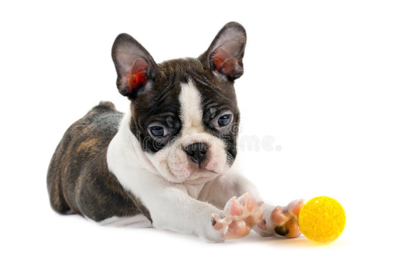 Boston terrier puppy.