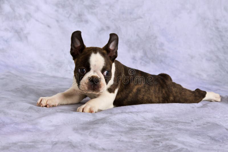 Boston Terrier Puppy Lay Down Stock Photo - Image of content, purebred