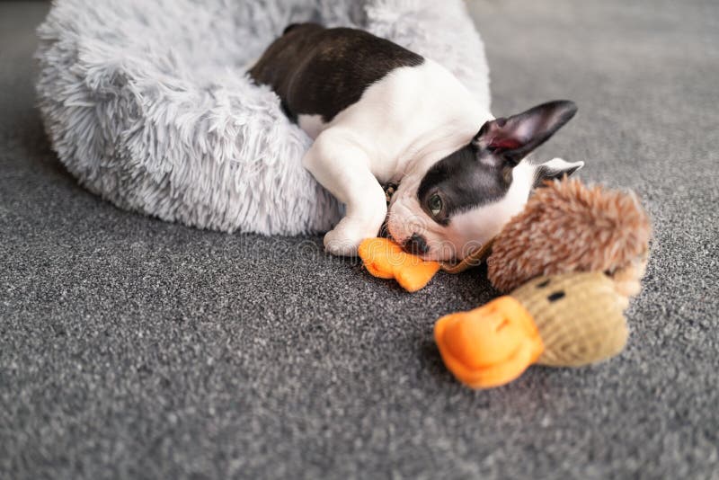 Boston Terrier puppy sleeping over the edge of a fluffy bed on to carpet. A soft duck toy is next to her. She is very sleepy after