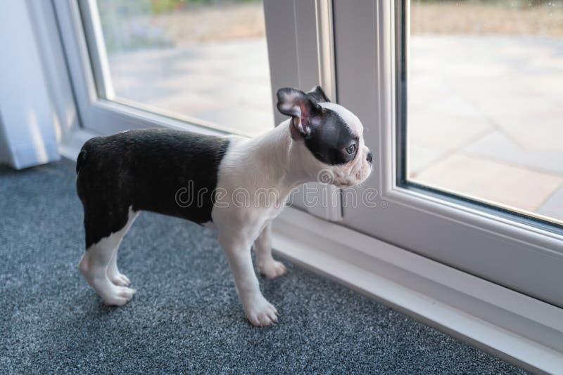 Boston Terrier Puppy In A Cage Crate With The Door Open Her Bed And Blanket  Plus Toys And Bowls Can Be See In The Cage Stock Photo - Download Image Now  - iStock