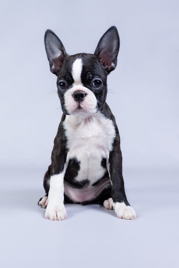 small boston terrier