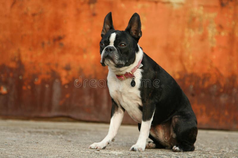 Boston Terrier Rust