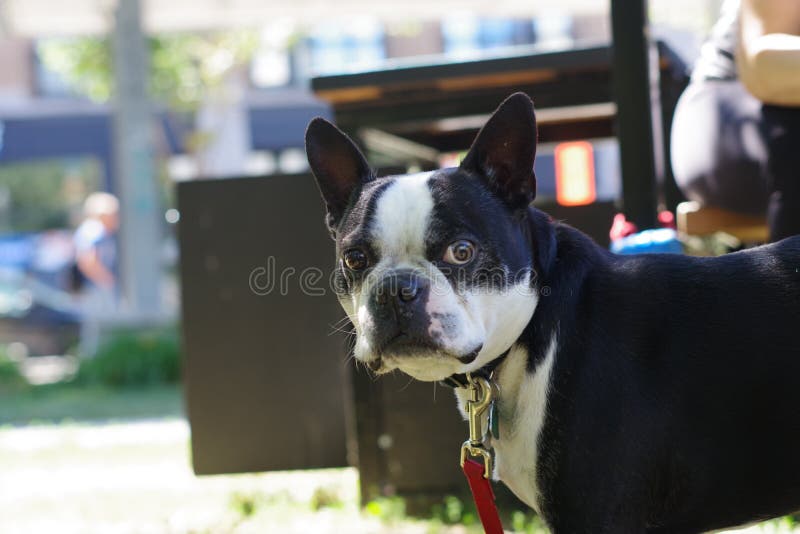 Boston Terrier se digna presta su atención imagenes de archivo Boston Terrier se digna presta su atención imagenes de archivo