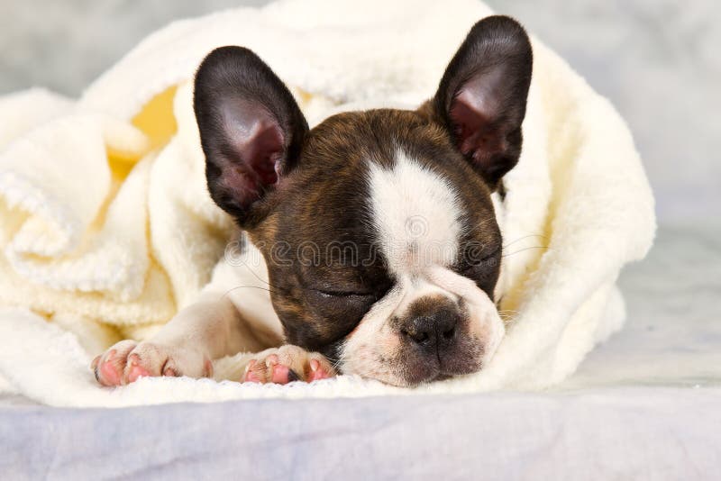 Boston Terrier Sleeping in White Towels Stock Photo - Image of cute ...