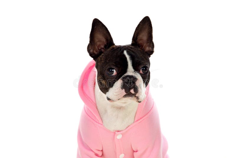 boston terrier coat