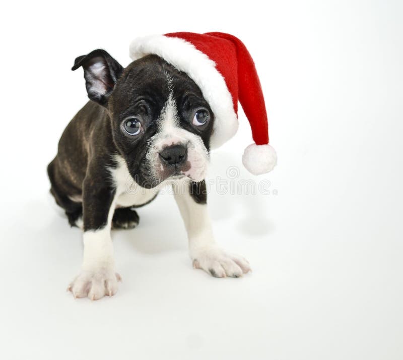 Boston Terrier Wearing a Santa Hat