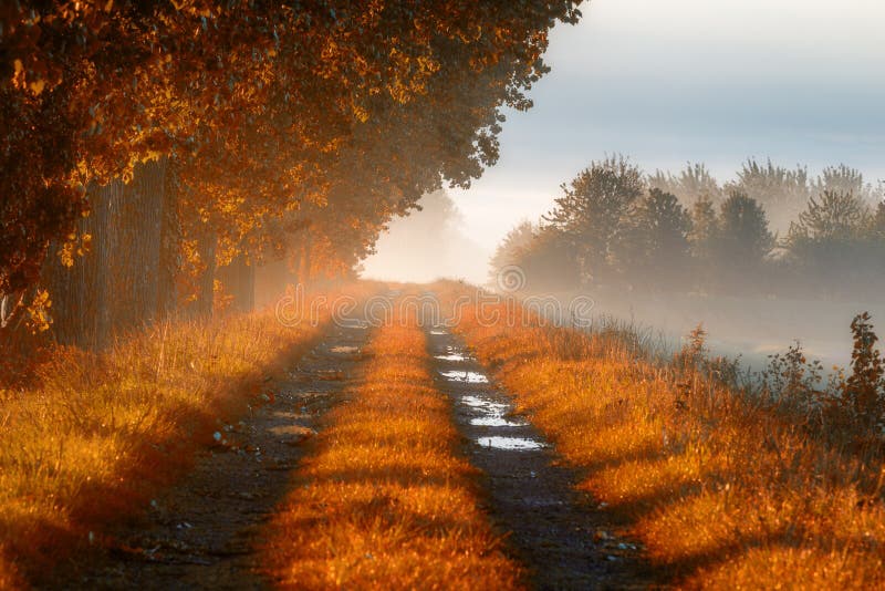 Bosweg in de Dikke de ochtendmist van de ochtendmist in de herfst royalty-vrije stock fotografie Bosweg in de Dikke de ochtendmist van de ochtendmist in de herfst royalty-vrije stock fotografie