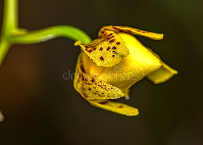 Botão Do Amarelo De Oncidium Aloha Iwanaga Da Orquídea Imagem de Stock -  Imagem de flor, beleza: 138547759