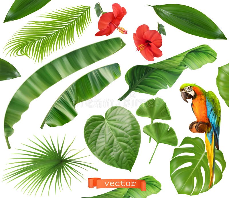 botanica Insieme dei fogli e dei fiori Piante tropicali icone realistiche di vettore 3d