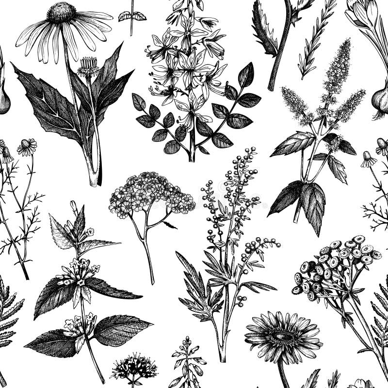 Botanical Background with Beautiful Myrtle Plants Sketches. Hand Drawn ...