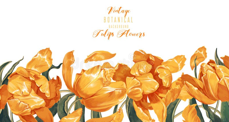 Vector horizontal border with yellow tulips flowers and leaves on white background. stock illustration Vector horizontal border with yellow tulips flowers and leaves on white background. stock illustration