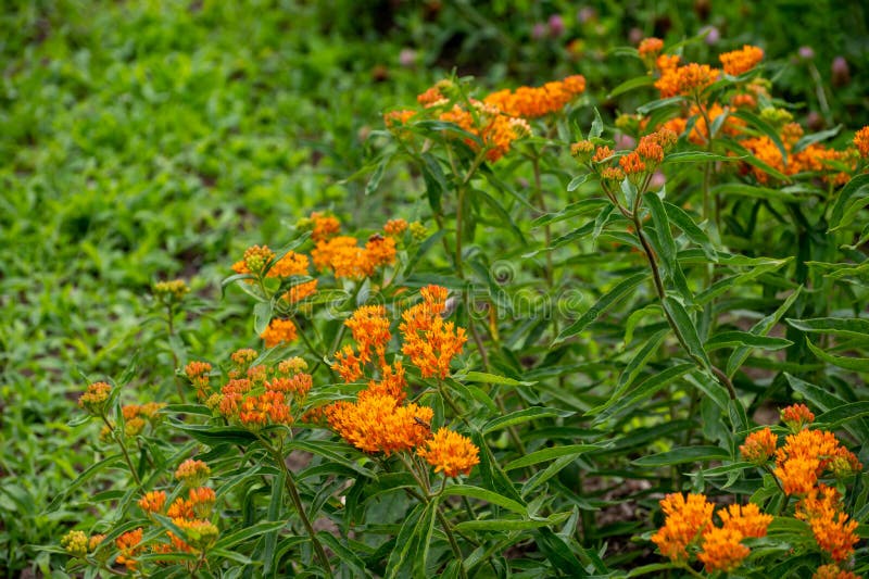 Botanical collection of insect friendly or decorative plants and flowers, Asclepias tuberosa or milkweed, butterfly flower, silkweed, silky swallow-wort, Virginia silkweed plant in blossom. Botanical collection of insect friendly or decorative plants and flowers, Asclepias tuberosa or milkweed, butterfly flower, silkweed, silky swallow-wort, Virginia silkweed plant in blossom