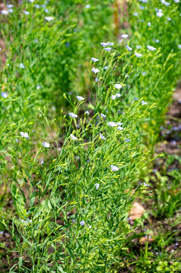 Linseed (Linseed or Flax - Linum usitatissimum L. ) - Medicinal Plants -  Kooperation Phytopharmaka