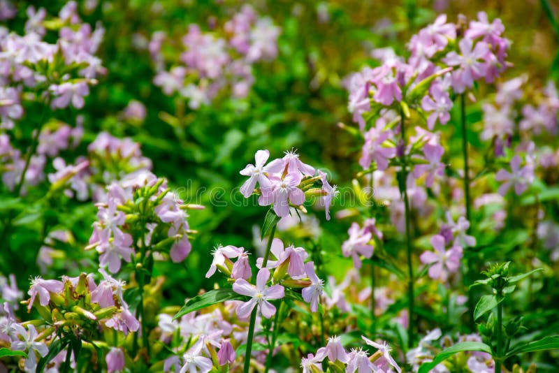 Botanical collection of useful plants, blossom of saponaria officialis or soapwort in summer