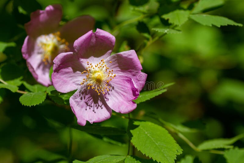 Pink wild rose blooming on sunny spring day