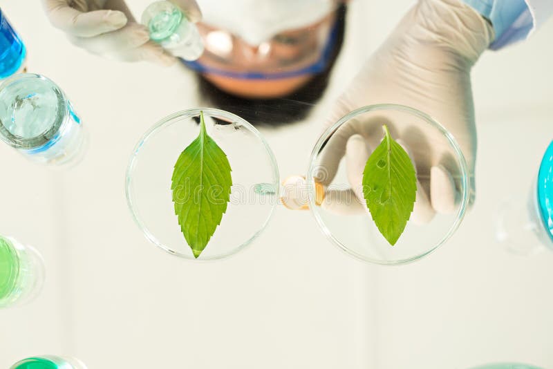 Botanical experiment stock photo. Image of chemistry 55449270
