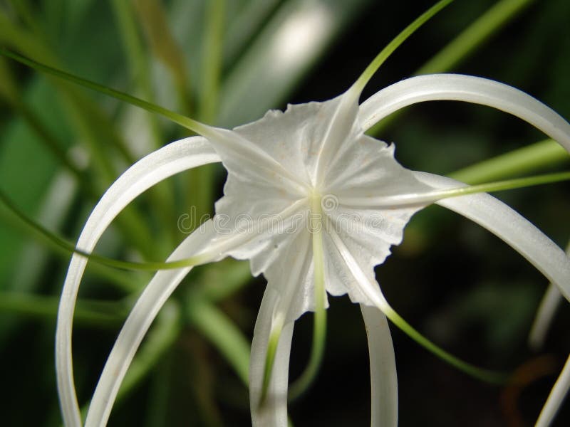 Flower medusa stock image. Image of blooming, fata, blue - 138573399