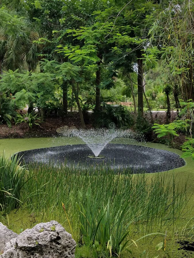 Botanical Garden Fountain Tampa Stock Photo Image Of Botanical