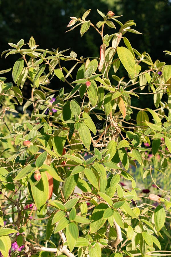 Botanical garden in Mainau in Germany stock photo