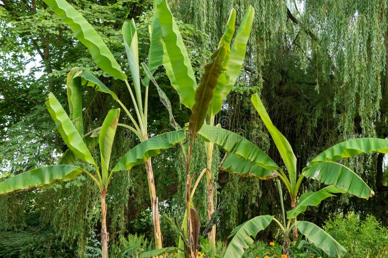 Botanical garden in Mainau in Germany stock photo