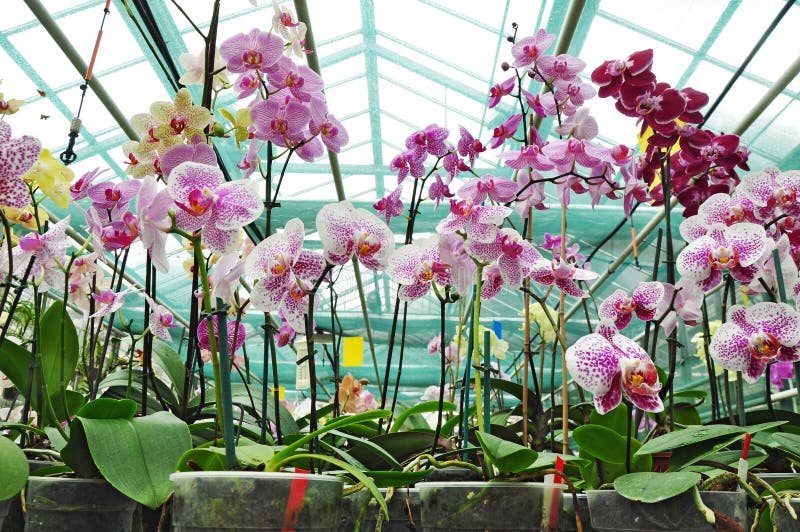 Botanical garden, orchid plants. Botanical garden, tropical orchid plants flowering in greenhouse royalty free stock photo