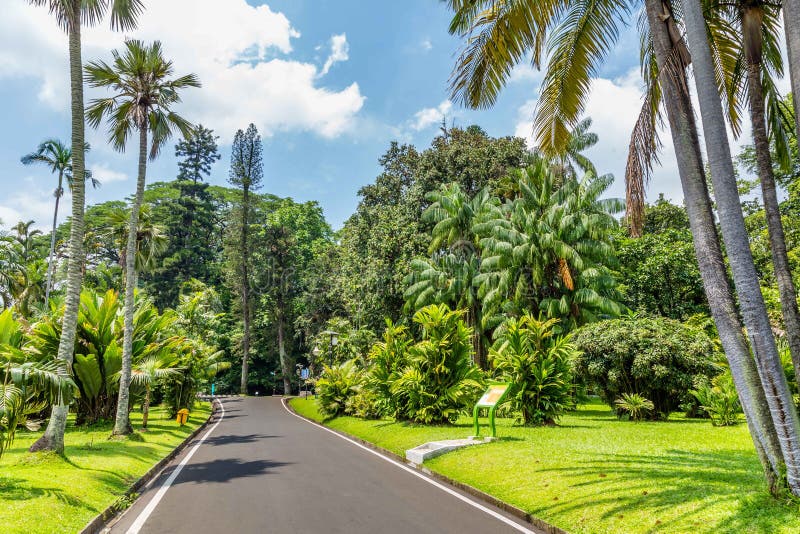  Botanical  Gardens  Bogor  West Java Indonesia  Stock Image 