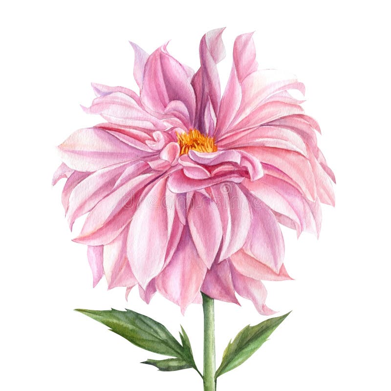 Botanical Illustration. Elegant Dahlia of Pink Flower on Isolated White ...