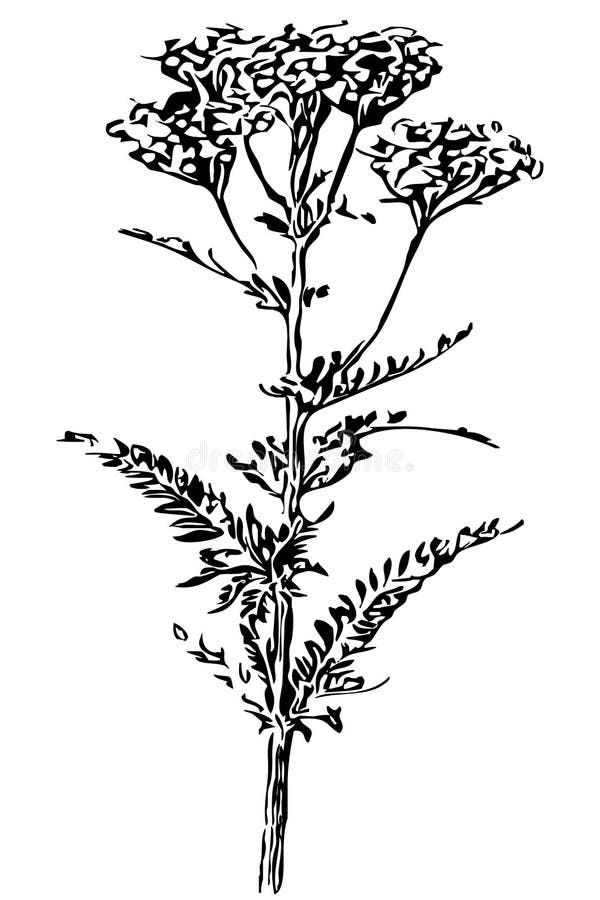 Botanical Illustration. Vector Graphics . for Use As Icons or in Other ...