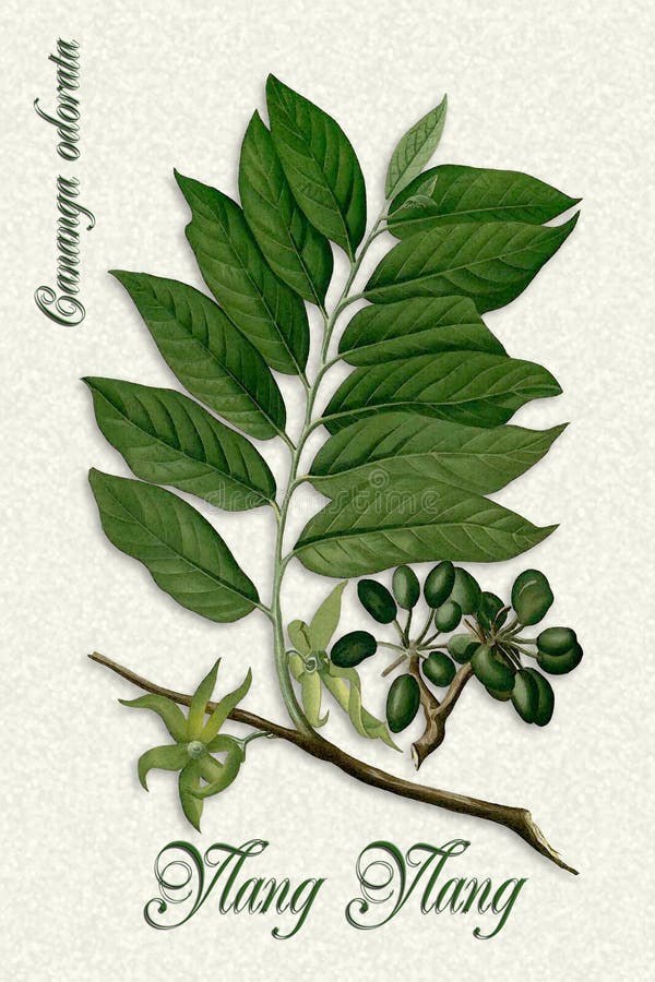 Vintage Botanical illustration of Ylang-Ylang royalty free illustration Vintage Botanical illustration of Ylang-Ylang royalty free illustration