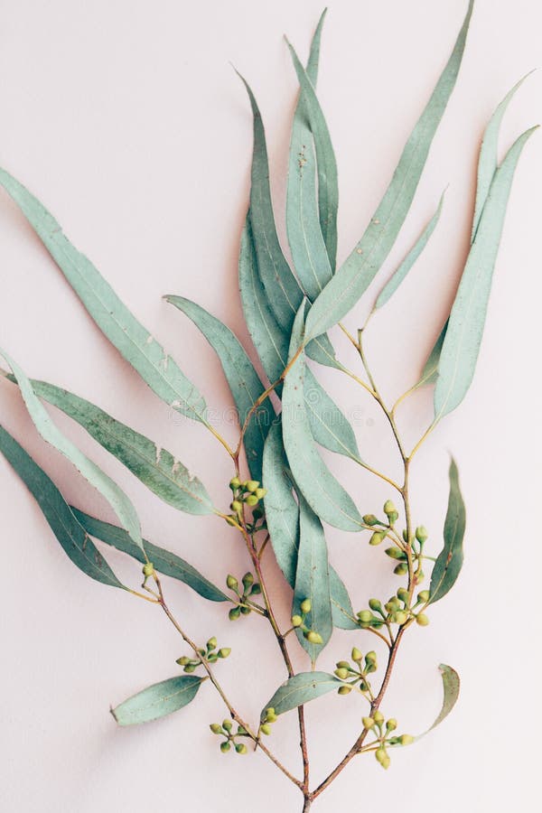 Botanical print, eucalyptus branch closeup on pink paper background