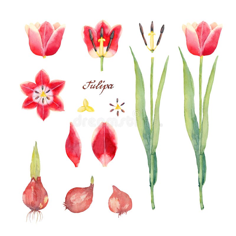 Botanical Set of Tulip `Leen van der Mark`. Flower, bud, bulbs, petals, pistil and stamens of yellow red tulip. Watercolor