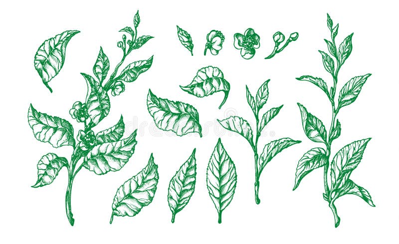 Botanical set. Vector shape of tea buch, leaf stock illustration