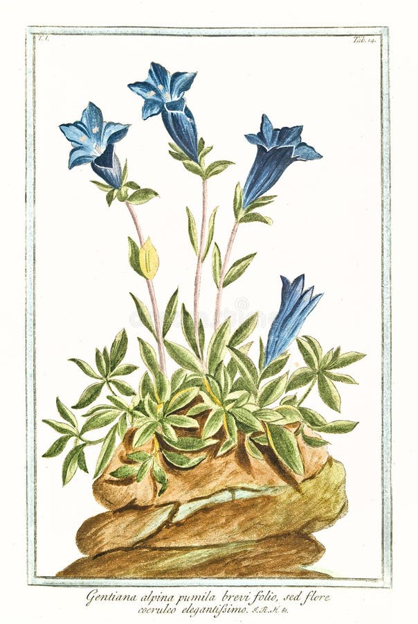 Botanical vintage illustration of Gentiana alpina pumila brevi folio plant