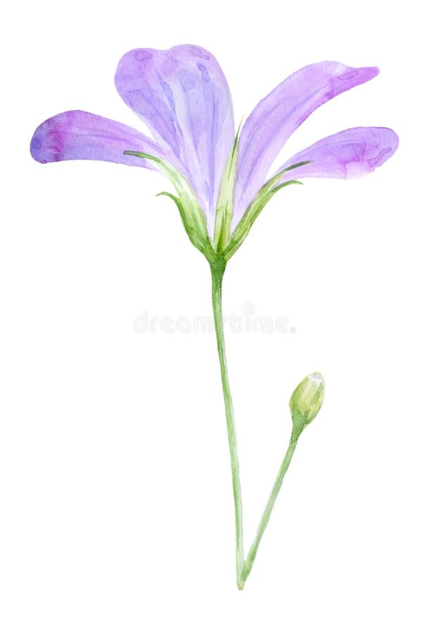 Botanical Watercolor Illustration of Lilac Geranium Flowers Isolated on ...