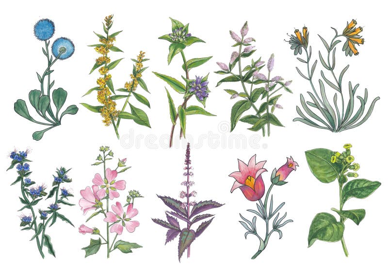 Botanical watercolor set of forest and meadow flowers. royalty free illustration Botanical watercolor set of forest and meadow flowers. royalty free illustration