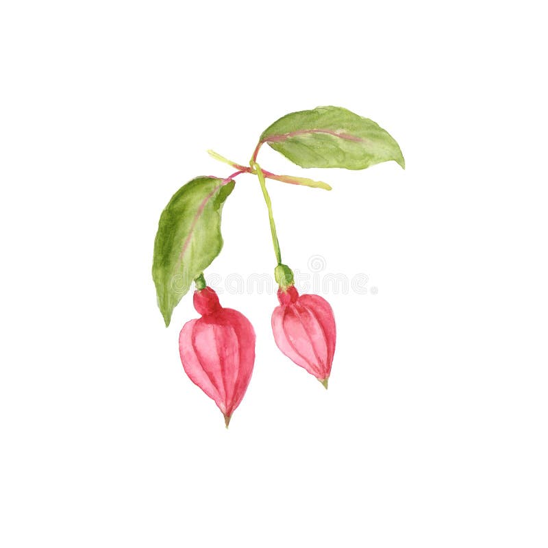 Botaniczna akwareli ilustracja Piękni różowi fuksja pączki odizolowywający na białym tle ilustracji Botaniczna akwareli ilustracja Piękni różowi fuksja pączki odizolowywający na białym tle ilustracji