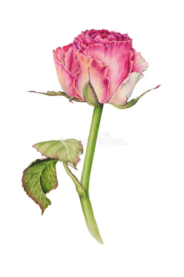 Botaniczna ilustracja urocza delikatna menchii róża ilustracji Botaniczna ilustracja urocza delikatna menchii róża ilustracji
