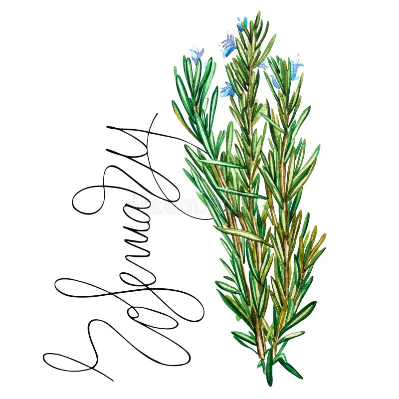 Botaniczny rysunek rozmaryn Akwareli piękna ilustracja kulinarni ziele używać dla gotować i garnirunku ilustracja wektor Botaniczny rysunek rozmaryn Akwareli piękna ilustracja kulinarni ziele używać dla gotować i garnirunku ilustracja wektor