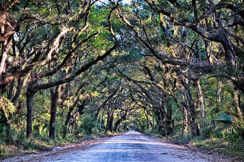 Botanik-Bucht-Plantagen-gespenstische Schotterweg-Marsh Oak Trees Tunnel wi stockbilder Botanik-Bucht-Plantagen-gespenstische Schotterweg-Marsh Oak Trees Tunnel wi stockbilder
